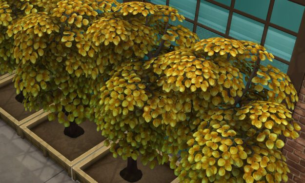 sims 4 money tree died