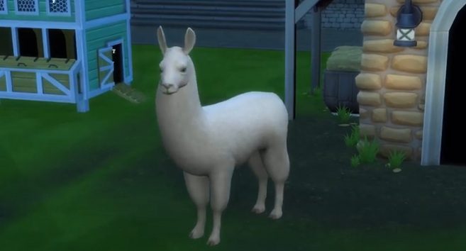 sims-4-cottage-living-llamas